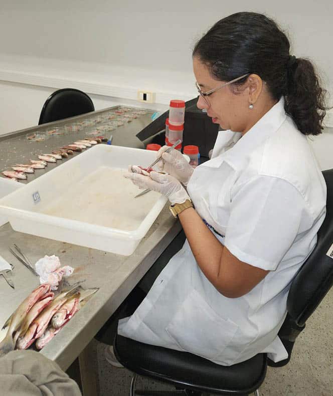 Adriana Lima analisando tambaqui