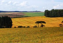 Lei de MT contra a Moratória da Soja volta a valer e acirra debate ambiental