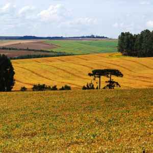 Safra recorde confirma liderança agrícola do Brasil em 2025