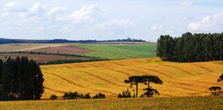 Safra recorde confirma liderança agrícola do Brasil em 2025