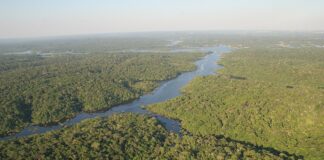 ProFloresta+ atrai 16 projetos e impulsiona restauração da Amazônia Foto: James Martins