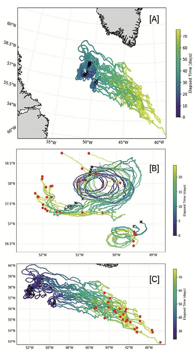 Avalia es observacionais do transporte de macroalgas em locais remotos e desafiadores