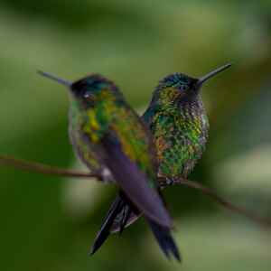 Urbanização silenciosa altera bicos e hábitos de beija-flores no Brasil Foto: Jairmoreirafotografia