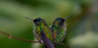 Urbanização silenciosa altera bicos e hábitos de beija-flores no Brasil Foto: Jairmoreirafotografia