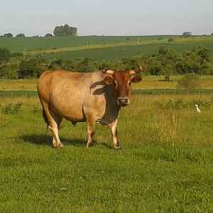 Integração lavoura-pecuária avança na produção de carne de baixo carbono Foto: Caroline Garaluz
