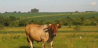 Integração lavoura-pecuária avança na produção de carne de baixo carbono Foto: Caroline Garaluz