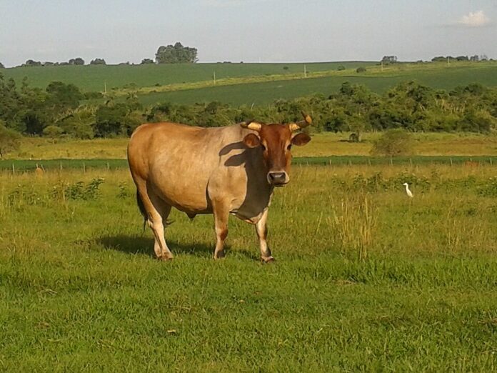 Foto: Caroline Garaluz