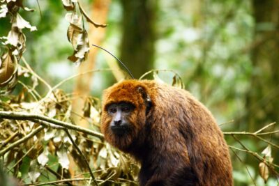 REINTRODUÇÃO  E CONSERVAÇÃO DO BUGIO NO PARQUE NACIONAL DA TIJUCA
