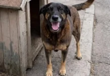 Brasil tem 30 milhões de animais nas ruas e busca soluções para crise de abandono. Reprodução