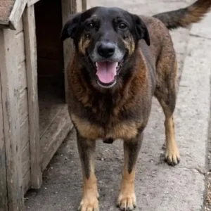 Brasil tem 30 milhões de animais nas ruas e busca soluções para crise de abandono. Reprodução