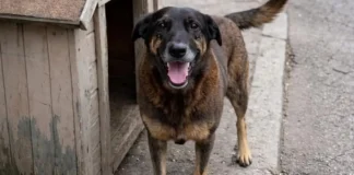 Brasil tem 30 milhões de animais nas ruas e busca soluções para crise de abandono. Reprodução