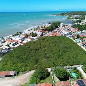 Cajueiro de Pirangi ganha proteção integral como monumento natural Foto: João Vital