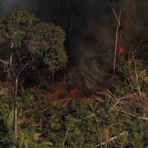 Desmatamento de menos de dois hectares responsável por 56% das perdas de carbono Desmatamento de menos de dois hectares responsável por 56% das perdas de carbono