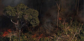 Desmatamento de menos de dois hectares responsável por 56% das perdas de carbono Desmatamento de menos de dois hectares responsável por 56% das perdas de carbono