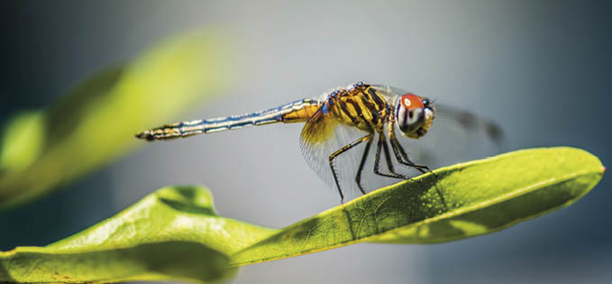 Em apoio ao Quadro Global para a Biodiversidade de Kunming-Montreal