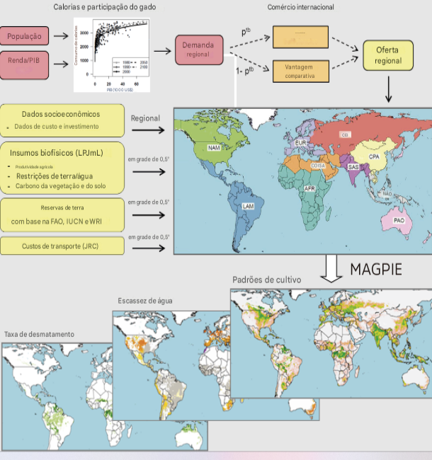 Fluxograma simplificado do MAgPIE dos principais processos (implementação da demanda e do comércio, dados de entrada do LPJmL e preços sombra da água espacialmente explícitos). Com dados exógenos sobre o desenvolvimento populacional e do PIB, calculamos a demanda regional e a participação da pecuária. A demanda é então convertida em oferta regional, dependendo do cenário do comércio internacional. Outras entradas para o MAgPIE são dados socioeconômicos, como custos de produção, e dados biofísicos do LPJmL. Após a otimização do MAgPIE, uma das saídas são os padrões de cultivo das diferentes culturas, que servem de base para o cálculo dos preços sombra da água