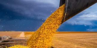 Acordo ambiental da soja perde força após decisão empresarial Reprodução