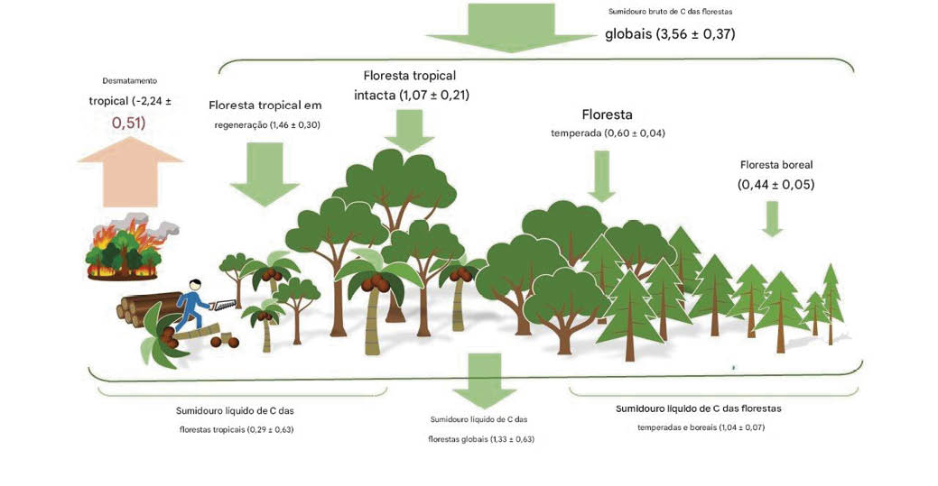 Globalmente, as florestas tropicais contribuíram com as maiores remoções e emissões de carbono. Dois terços do sumidouro global de carbono florestal foram compensados ​​pelo desmatamento tropical
