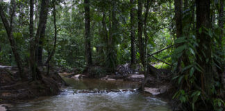 A cura dos igarapés: como o saneamento inteligente tenta resgatar a saúde da Amazônia Foto: Juliana Pesqueira/ Amazônia Real