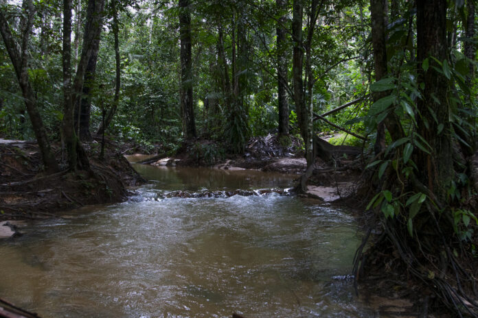 Foto: Juliana Pesqueira/ Amazônia Real