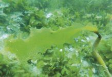 Transesterificação direta reduz custos do biodiesel microalgal