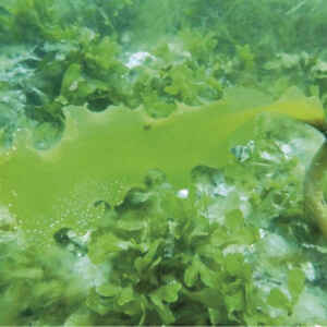 Transesterificação direta reduz custos do biodiesel microalgal