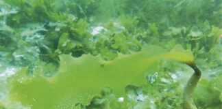 Algas marinhas da Groenlândia armazenam carbono nas profundezas do oceano