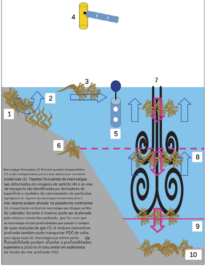 Infogr fico sobre o transporte de macroalgas na Groenl ndia