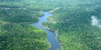 Amazonas registra menor número de alertas de desmatamento em oito anos Fotos: Divulgação/Ipaam