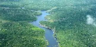 Amazonas registra menor número de alertas de desmatamento em oito anos Fotos: Divulgação/Ipaam