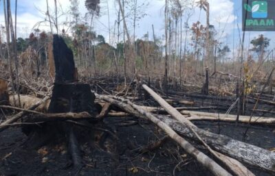 Operação Tamoiotatá aplica R$ 144,7 milhões em multas no Amazonas 1 FOTOS: Arquivo/Ipaam