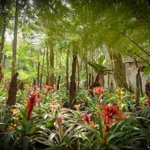 Bromélias enriquecem o solo e ampliam a diversidade da floresta Foto: Parque das Aves