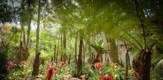 Bromélias enriquecem o solo e ampliam a diversidade da floresta Foto: Parque das Aves