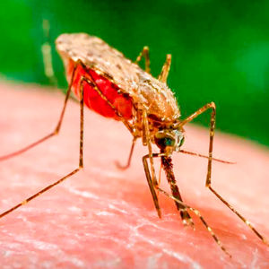 As Mudanças Climáticas afetam as doenças humanas Mosquito fêmea Anopheles arabiensis se alimentando