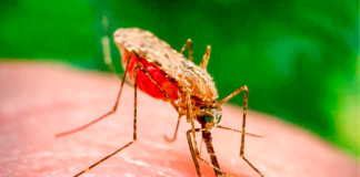 As Mudanças Climáticas afetam as doenças humanas Mosquito fêmea Anopheles arabiensis se alimentando