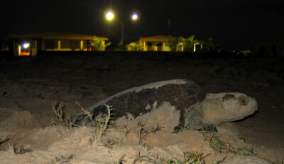 Divulgação - Projeto Tamar