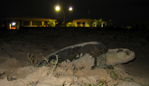 Divulgação - Projeto Tamar