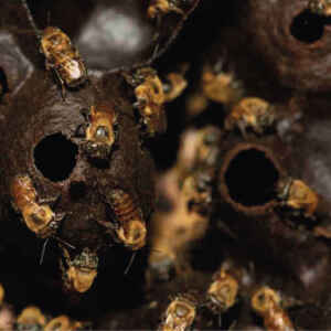 Abelhas sem ferrão da Amazônia recebem direitos legais em um feito inédito no mundo O Peru faz história ambiental reconhecendo os direitos legais das abelhas sem ferrão e se torna o primeiro país do mundo a conceder proteção legal a insetos essenciais para a biodiversidade