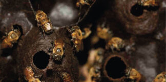 Abelhas sem ferrão da Amazônia recebem direitos legais em um feito inédito no mundo O Peru faz história ambiental reconhecendo os direitos legais das abelhas sem ferrão e se torna o primeiro país do mundo a conceder proteção legal a insetos essenciais para a biodiversidade
