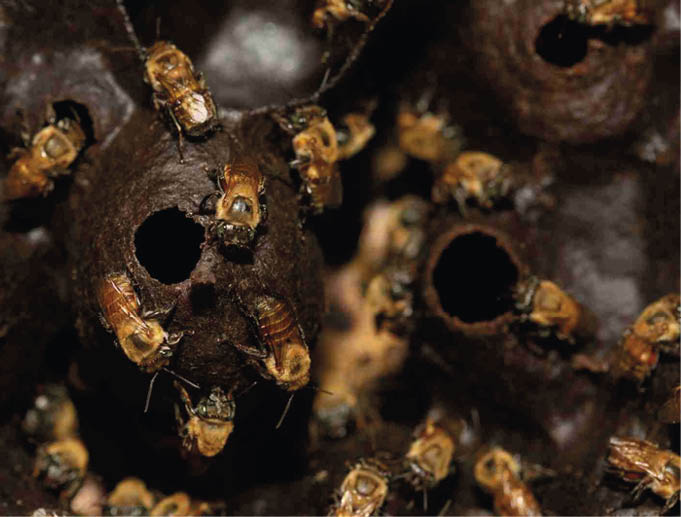 O Peru faz história ambiental reconhecendo os direitos legais das abelhas sem ferrão e se torna o primeiro país do mundo a conceder proteção legal a insetos essenciais para a biodiversidade