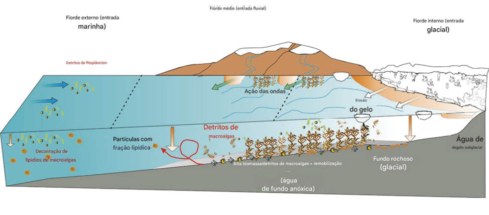 O aquecimento da gua do mar e a redu o do crescimento do gelo marinho devido ao aumento da temperatura global t m um impacto s