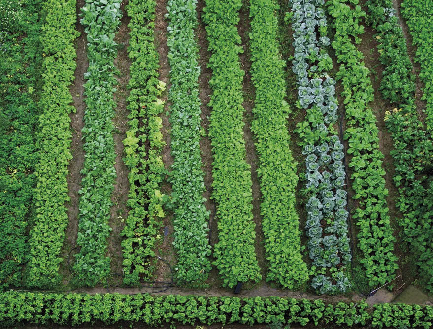 O estudo demonstra a grande importância do sistema alimentar