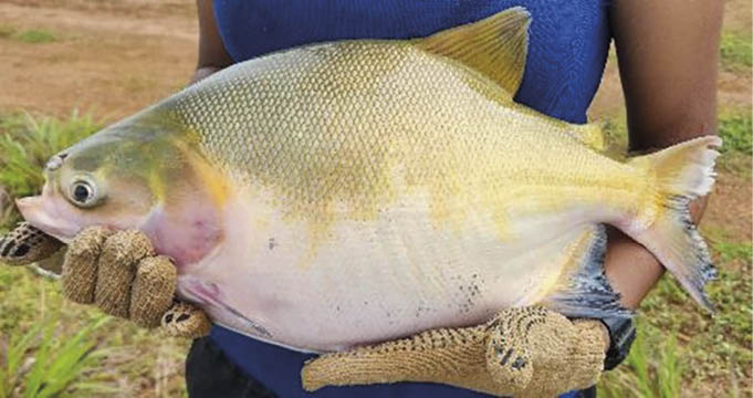 Os impactos ambientais da produção de tambaqui, em comparação com outras atividades agropecuárias, são menores