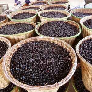 Bioeconomia conecta Amazônia e São Paulo em nova chamada bilionária para inovação sustentável Railson Wallace