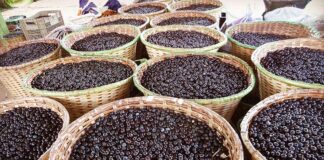 Bioeconomia conecta Amazônia e São Paulo em nova chamada bilionária para inovação sustentável Railson Wallace