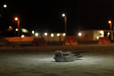 Foto: Red de Observadores