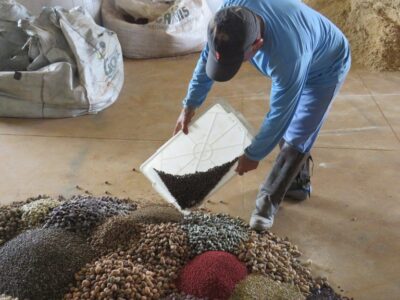 Divulgação - Caminhos da Semente