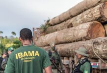 Por que o modelo de multas de trânsito da Finlândia é lição para a nossa lei ambiental? Foto: Ibama