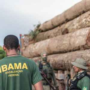 Por que o modelo de multas de trânsito da Finlândia é lição para a nossa lei ambiental? Foto: Ibama