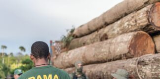 Por que o modelo de multas de trânsito da Finlândia é lição para a nossa lei ambiental? Foto: Ibama